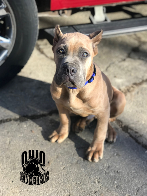 Males Ohio Cane Corsos